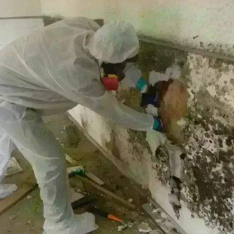 Mold Remediation and Removal in Erie, KS